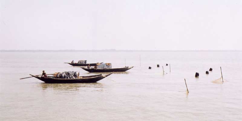 Sundarbans cloudy morning