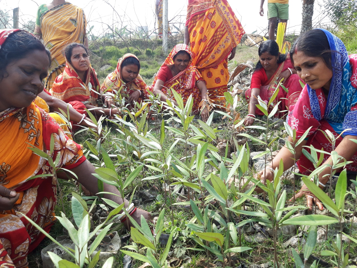 Women planting mangrove.