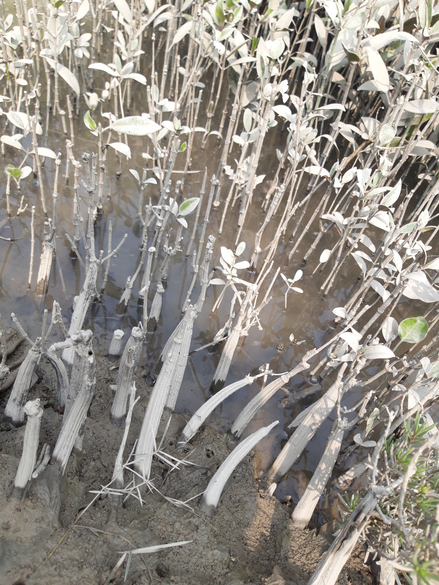 Mangrove plants