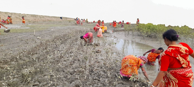 Planting Mangrove Trees