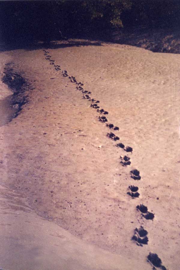 Tiger footprints