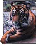 Bengal Tiger in Sundarbans, Bay of Bengal, India