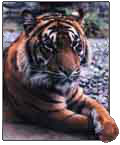 Royal Bengal Sundarban Tiger